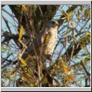 Falco tinnunculus - Turmfalke jung 01.jpg